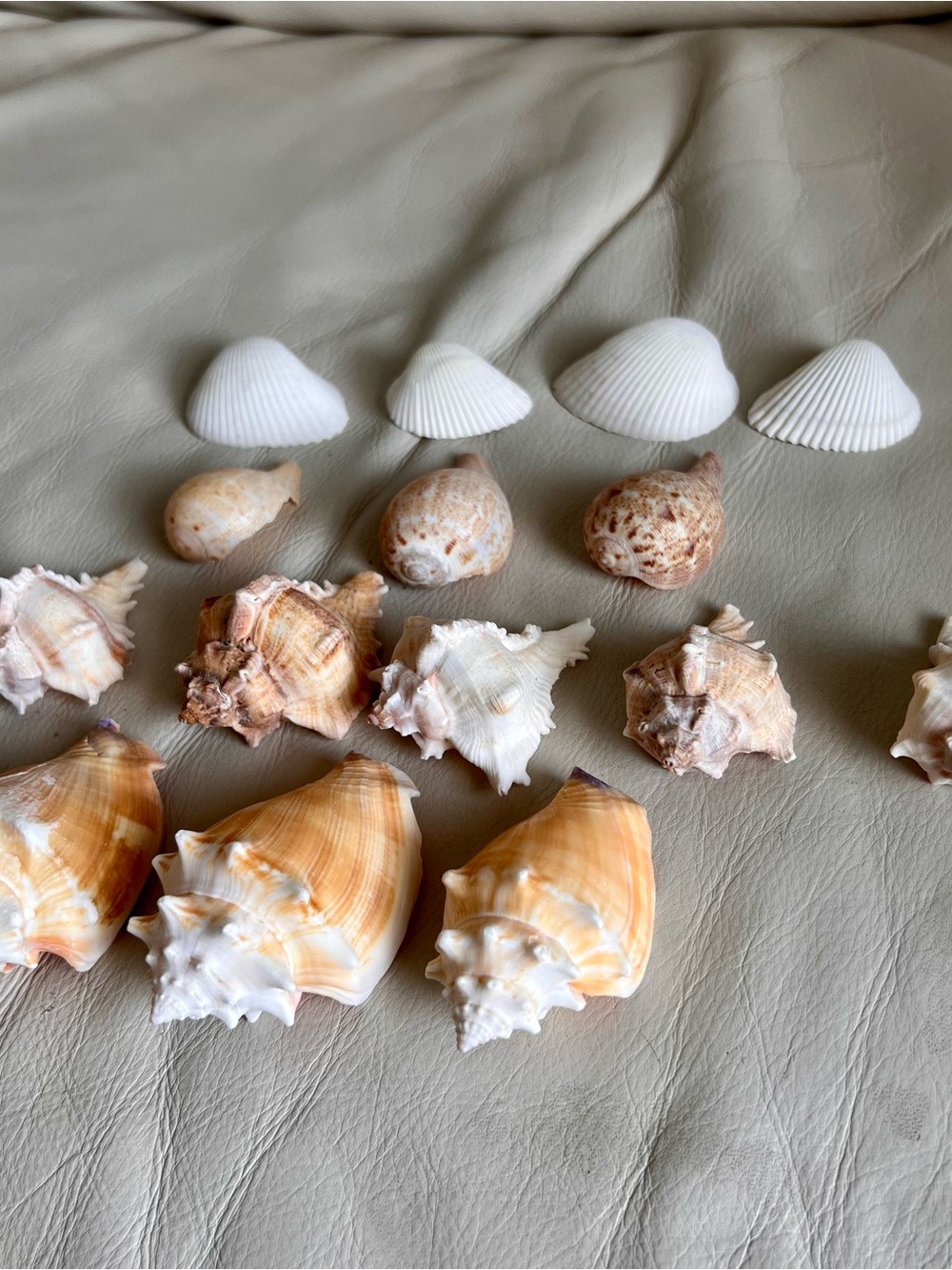Natural Seashell Accent Set in Cream and Tan Decorative Beach Shells